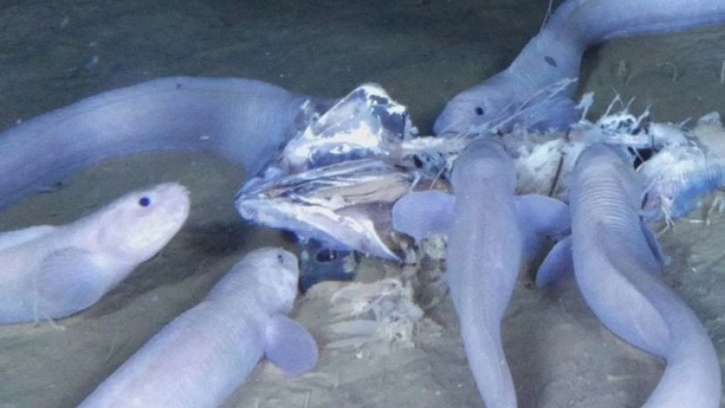 Επιστήμονες ανακάλυψαν νέο είδος ψαριού σε βάθος 6.400 μέτρων (εικόνες, βίντεο)